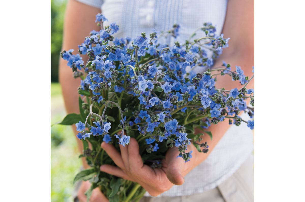 Chinese Forget-Me-Not – Cynoglossum Seed